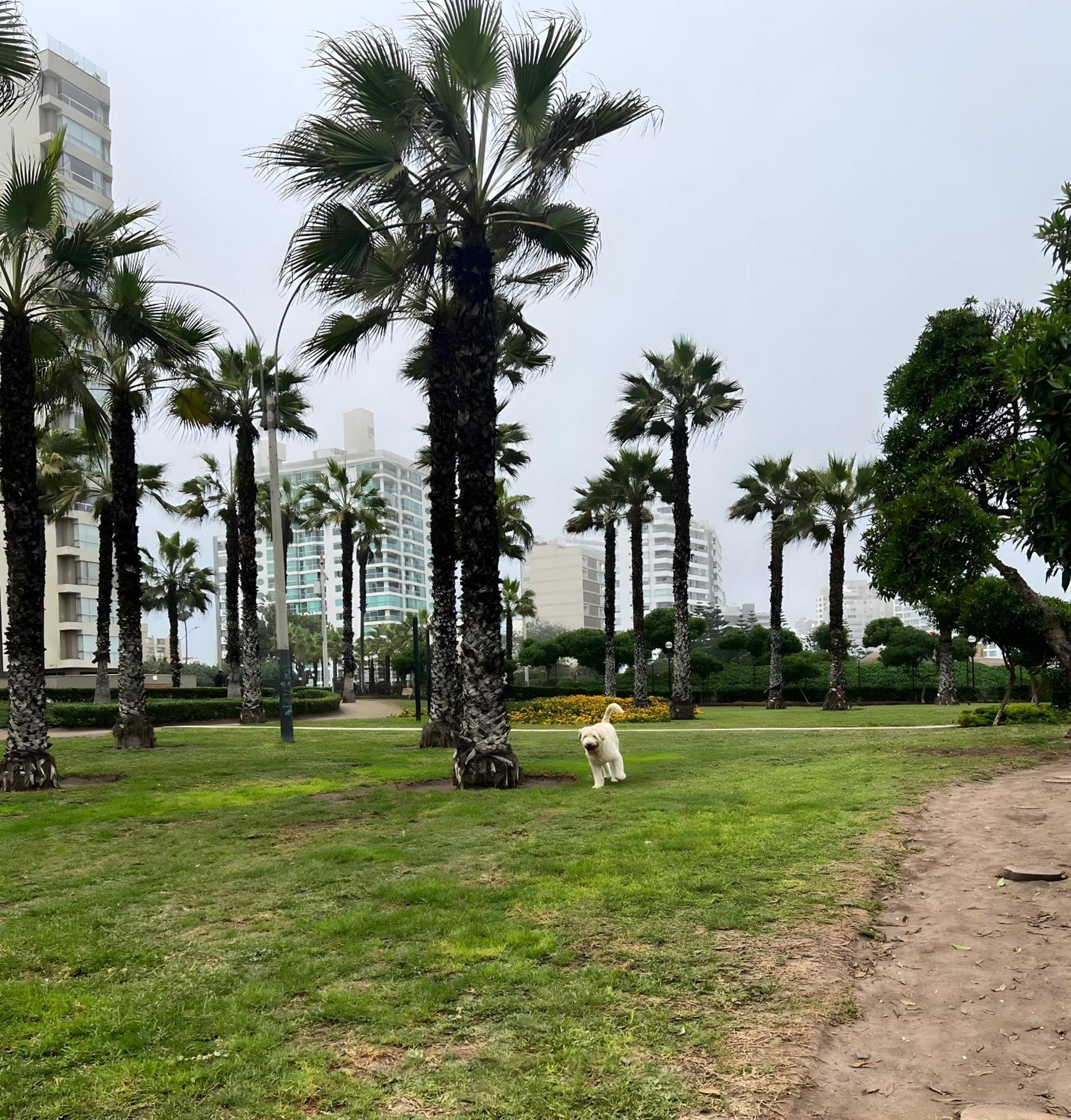 Modern 1Br Loft Close To The Seawalk Of Miraflores ลิมา ภายนอก รูปภาพ